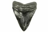 Fossil Megalodon Tooth - Sharply Serrated Blade #265026-1